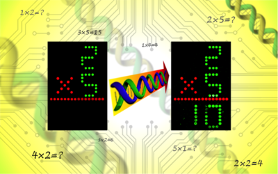 Representation of DNA based Calculator