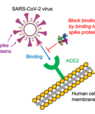 A project team from Aarhus University and Fida Biosystems will use advanced microfluidic techniques in the search for compounds, which can block the contact between SARS-CoV-2 virus and receptors on human cells. Click on the graphic to see it full size. (