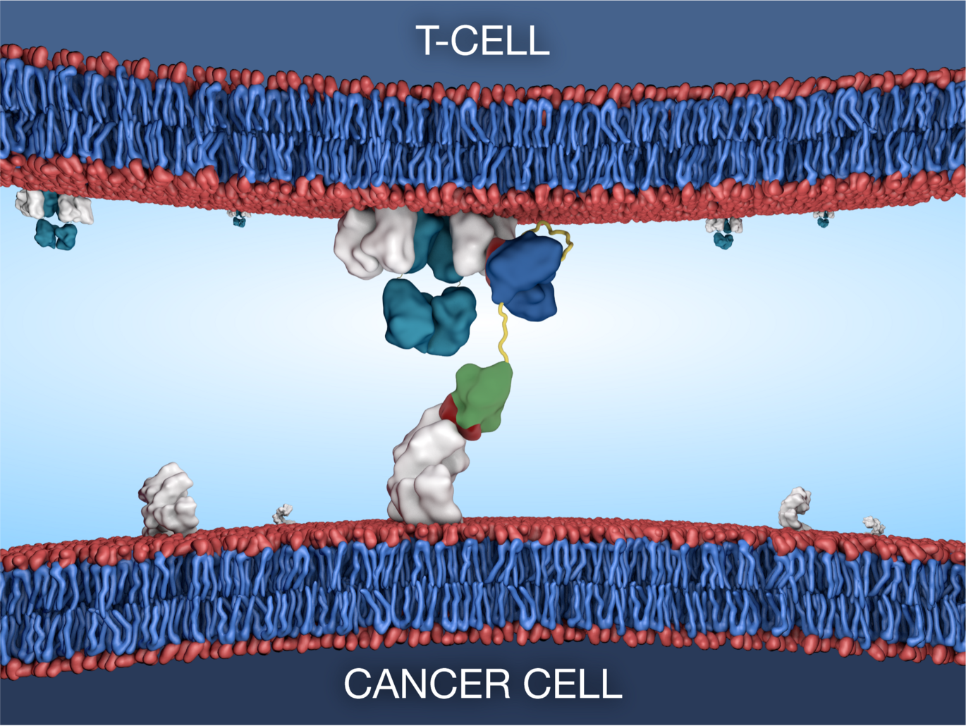 Albumin-fused T-cell engagers as a potential immunotherapy tailored to selected prostate cancer patients. iNANO, Aarhus University.