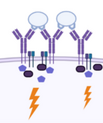 On the left, the model that has previously appeared in the textbooks, and on the right, the new model. Until now, it has been known that the antigen (light blue) is able to bind several B-cell receptors (purple) on the surface of the cell. They bring together a number of signal molecules (dark blue and black), so that a signal is sent into the cell (the lightning symbol). The researchers have now shown that the model on the right also works. This is revolutionary, because it means that it is not the actual act of bringing the signal molecules together that leads to activation, but a fundamentally different mechanism. In the study the researchers suggest how this could work, but this part has not yet been demonstrated with certainty. Illustration: Søren E. Degn, created in BioRender.