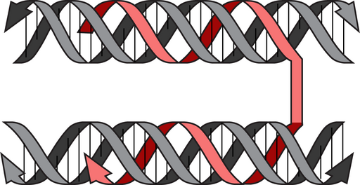Figure 2: New research shows that by using a new method called triplex origami one can create triple DNA helices that can bend or "fold" DNA in into compact structures. Illustr: Minke A. D. Nijenhuis