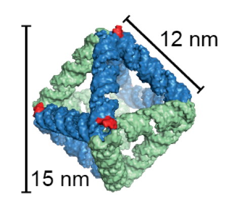A 3D scaffolded RNA origami octahedron with intrinsic siRNAs. The enzyme Dicer binds the structure (1) at specific recognition sites and cleaves the structure, which releases the siRNAs (2). The octahedron was demonstrated to efficiently silence a target 