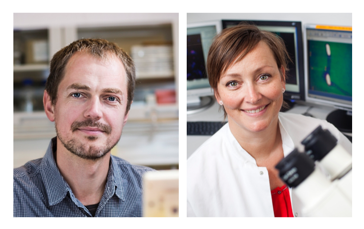Associate Professors Alexander Zelikin and Rikke Louise Meyer collaborate on interdisciplinary findings combining the fields of biology and chemistry in localized synthesis of antibacterial drugs at metallic implants. (Photo: Lars Kruse, AU Foto)