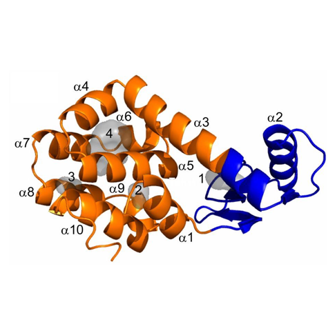 The well-characterized variant, L99A, of the protein lysozyme from phage T4 was used to identify invisible folded and partially unfolded states by Nuclear Magnetic Resonance (NMR) spectroscopy, among others. (Image: Reproduced and modified with permission