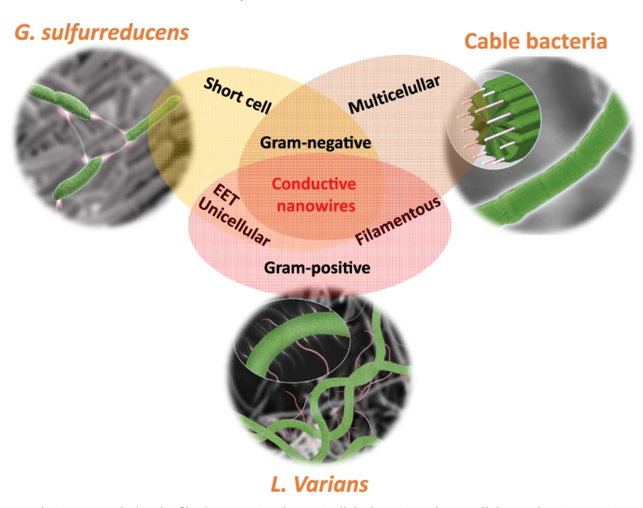 A comparison among the conductive networks of Geobacter, cable bacteria, and L. varians GY32. The newly discovered conductive networks of L. varians GY32 combines the filamentous shape with extracellular nanowire-like appendages to form a new type of netw