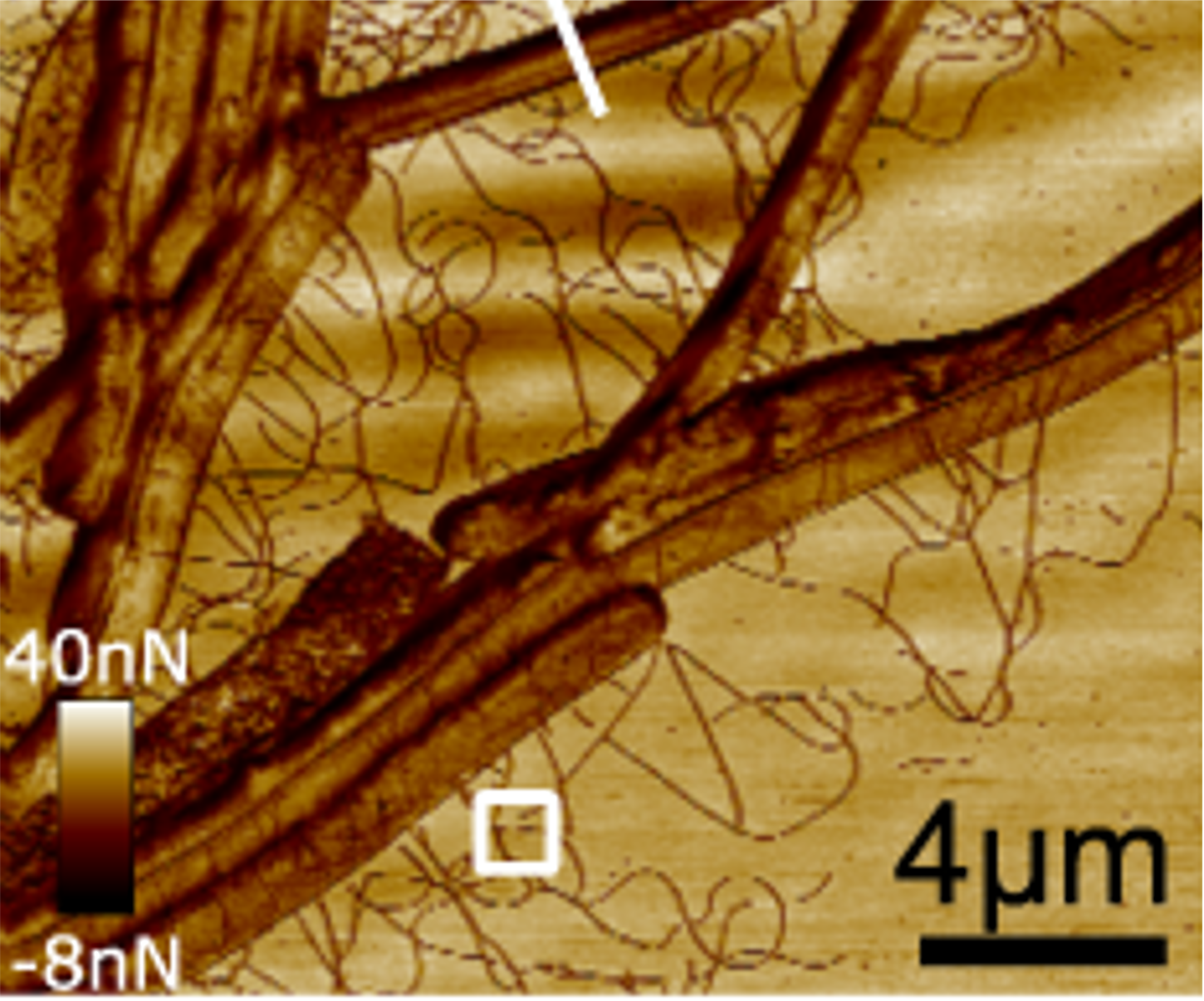 iNANO researcher Mingdong Dong reports of filamentous Gram-positive bacterium for long-distance electron transfer in Nature Communications. (Image: Nature Commun 12, Article no. 1709 (2021)