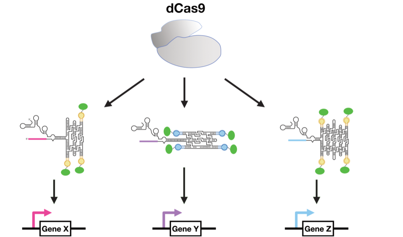CRISPR-dCas9 functions as a master regulator of sgRNA – RNA origami fusion molecules that bring transcription factors to a promoter sequence. Graphics by George Pothoulakis.