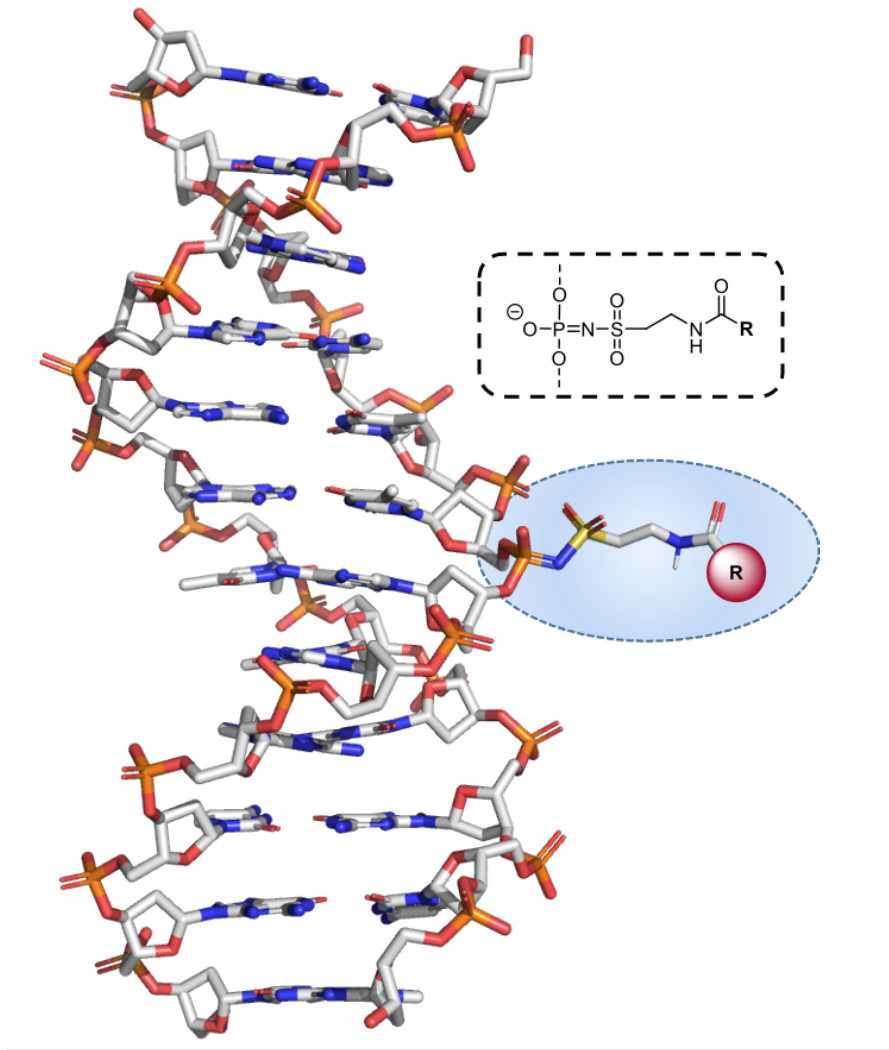 Illustration of DNA helix with chemical modification. (Nucleic Acids Research, 2022, gkac566)